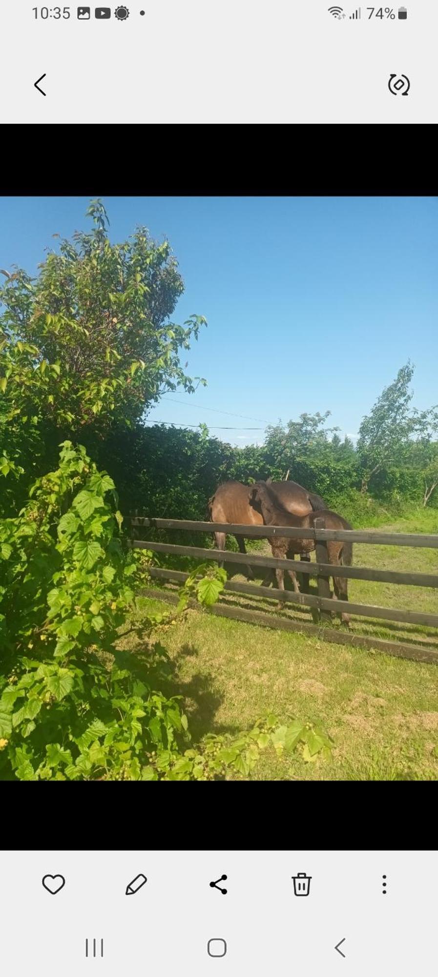 Charming Country Homestead Kilkenny Eksteriør bilde